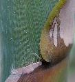 Bambusa textilis 'Mutabilis'