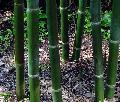 Bambusa textilis 'Mutabilis'