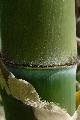 Bambusa textilis 'Mutabilis'