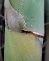<i> Bambusa sp.</i> 'Clone X'