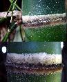 <i> Bambusa sp.</i> 'Clone X'