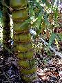 <i> Bambusa vulgaris</i> 'Wamin Striata'