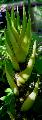 Bambusa vulgaris 'Wamin'