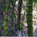 Bambusa vulgaris 'Wamin'