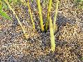 Bambusa beecheyana var pubescens