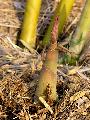 <i> Bambusa beecheyana</i> var pubescens