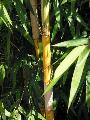 <i> Bambusa eutuldoides</i> 'Viridivittata'