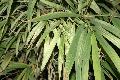Borinda fungosa 'White Cloud'
