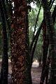 Bambusa vulgaris 'Wamin'