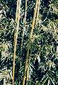 Bambusa textilis 