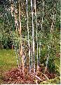 Borinda papyrifera 