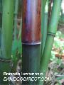 Borinda lushuiensis 