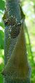 Bambusa tuldoides 