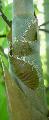 Bambusa tuldoides 