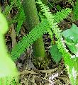 Bambusa tuldoides 