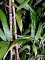 <i> Chimonobambusa marmorea</i> 'Variegata'