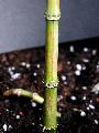 <i> Chimonobambusa quadrangularis</i> 