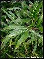 <i> Chimonobambusa marmorea</i> 'Variegata'