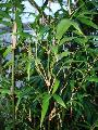 <i> Chimonobambusa pachystachys</i> 