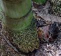 <i> Dendrocalamus asper</i> 