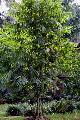 Dendrocalamus brandisii 