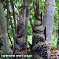 <i> Dendrocalamus brandisii</i> 'Black'