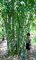 Dendrocalamus minor 'Amoenus'