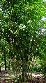 Dendrocalamus minor 'Amoenus'