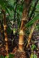 <i> Dendrocalamus asper</i> 
