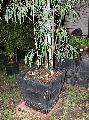 Dendrocalamus sinicus 