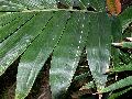 Dendrocalamus giganteus (variegated)