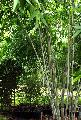 Dendrocalamus minor 'Amoenus'
