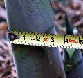 Dendrocalamus minor 'Amoenus'
