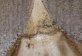 <i> Dendrocalamus sinicus</i> 