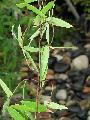 Dendrocalamus calostachyus 