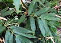 Dendrocalamus hamiltonii 
