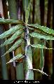 Gigantochloa luteostriata 