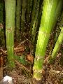 Dendrocalamus membranaceus 