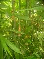Schizostachyum brachycladum 