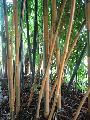 Phyllostachys bambusoides 'Castillon'