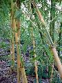 Phyllostachys bambusoides 'Castillon'
