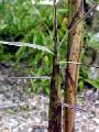 Phyllostachys bambusoides 'Castillon'