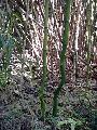 <i> Phyllostachys bambusoides</i> 'Slender Crookstem'