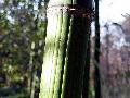 Phyllostachys bambusoides 'Marliac'