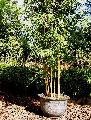 Phyllostachys bambusoides 'Castillon'