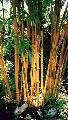 Phyllostachys bambusoides 'Castillon'