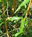 Phyllostachys bambusoides 'Castillon'