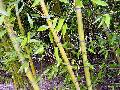 <i> Phyllostachys viridis</i> 'Houzeau'