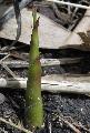 Phyllostachys heteroclada 