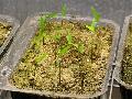 Phyllostachys heteroclada 